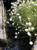20070611shirakawa (24).jpg